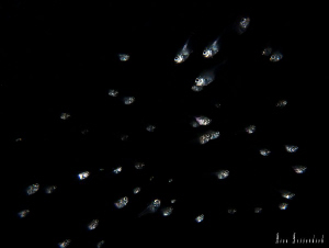 "Alone in the dark" . School of juvenile cave-sweepers ( ... by Rico Besserdich 